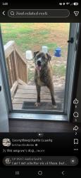 Lost Male Dog last seen Cabin lake, Pink Hill, NC 28572