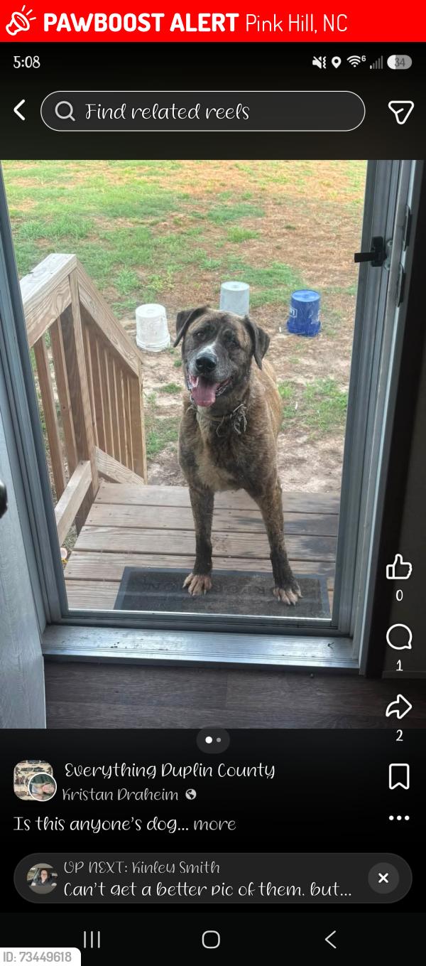 Lost Male Dog last seen Cabin lake, Pink Hill, NC 28572