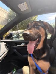 Found/Stray Male Dog last seen Atlanta History Center, Atlanta, GA 30305