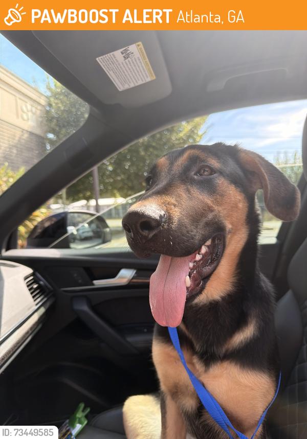 Found/Stray Male Dog last seen Atlanta History Center, Atlanta, GA 30305