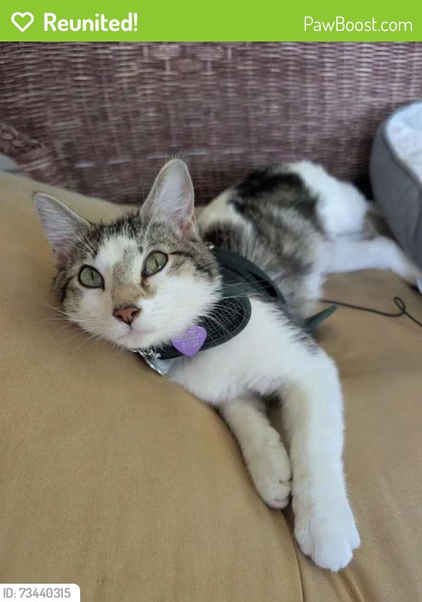 Reunited Female Cat last seen Guess and Kirk Road, Durham, NC 27705, Durham, NC 27705