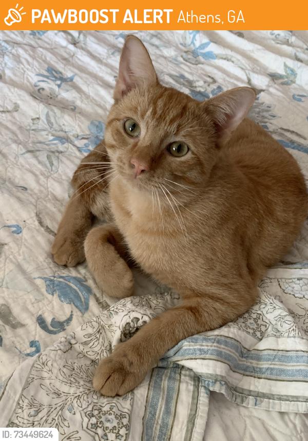 Found/Stray Male Cat last seen Lavender Glen neighborhood, Athens, GA 30606