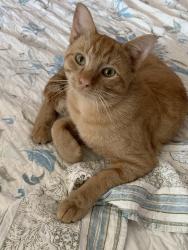 Found/Stray Male Cat last seen Lavender Glen neighborhood, Athens, GA 30606