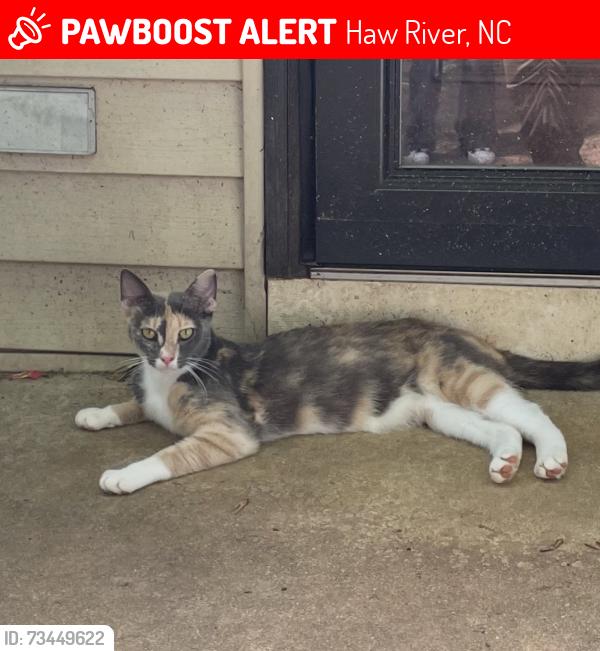Lost Female Cat last seen Fleming, Haw River, NC 27258
