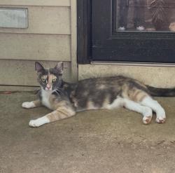 Lost Female Cat last seen Fleming, Haw River, NC 27258