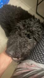 Reunited Male Dog last seen Near Lula Carter Rd, Newport News, VA 23603, USA, Newport News, VA 23603