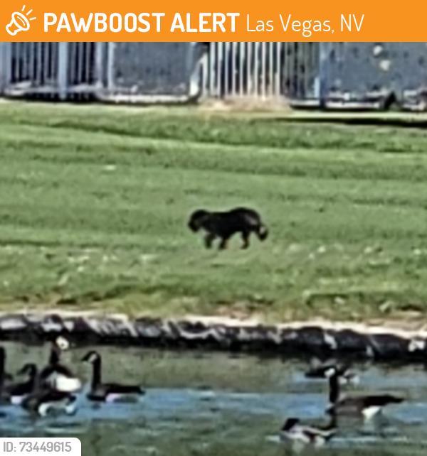 Found/Stray Unknown Dog last seen Dog was seen between holes 18 and 15, Las Vegas, NV 89169