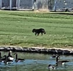 Found/Stray Unknown Dog last seen Dog was seen between holes 18 and 15, Las Vegas, NV 89169