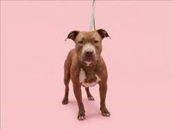 Shelter Stray Female Dog last seen , 1850 W 60th St, Los Angeles, CA 90047, USA