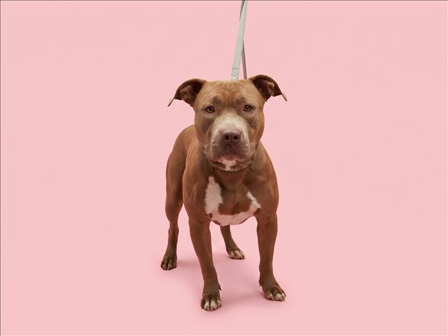 Shelter Stray Female Dog last seen , 1850 W 60th St, Los Angeles, CA 90047, USA
