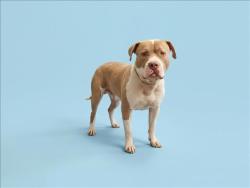 Shelter Stray Male Dog last seen , 1850 W 60th St, Los Angeles, CA 90047, USA