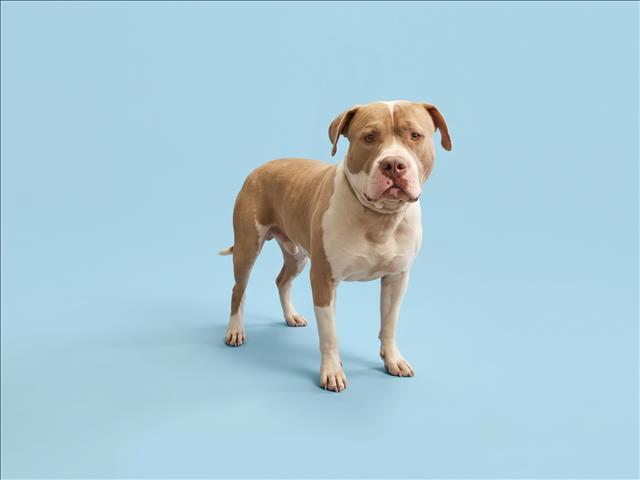 Shelter Stray Male Dog last seen , 1850 W 60th St, Los Angeles, CA 90047, USA