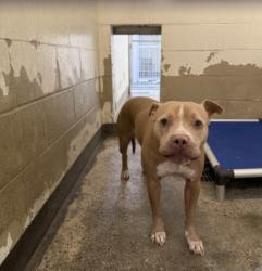 Shelter Stray Female Dog last seen , 3201 Lacy St, Los Angeles, CA 90031, USA