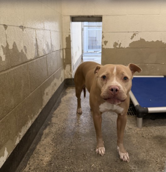 Shelter Stray Female Dog last seen , 3201 Lacy St, Los Angeles, CA 90031, USA