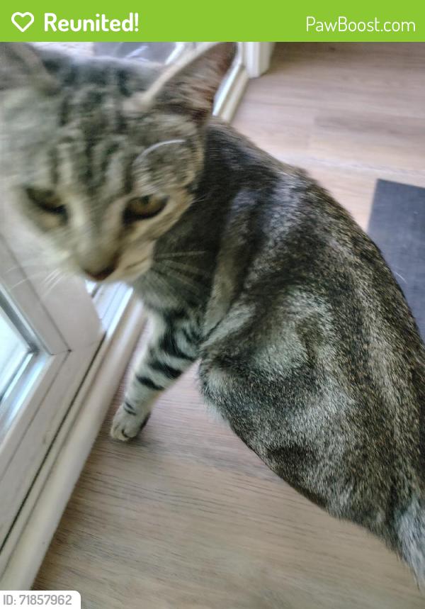 Reunited Female Cat last seen Mountain Ridge Dr, Fullerton, CA, USA, Fullerton, CA 92831