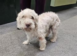 Shelter Stray Male Dog last seen , 3201 Lacy St, Los Angeles, CA 90031, USA