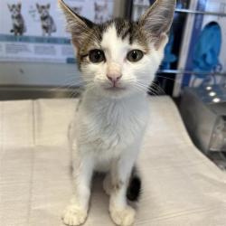 Shelter Stray Female Cat last seen DEELY, 4710 TX-151, San Antonio, TX 78227, USA