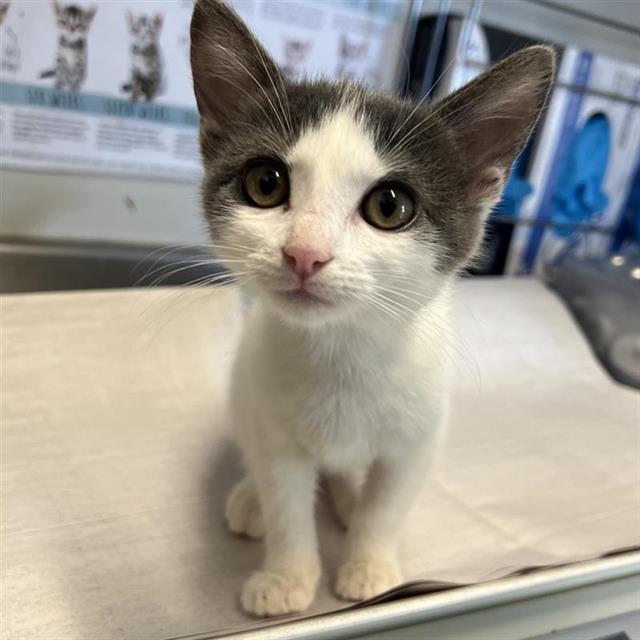 Shelter Stray Female Cat last seen DEELY, 4710 TX-151, San Antonio, TX 78227, USA