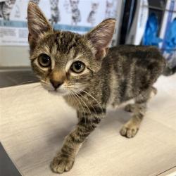 Shelter Stray Male Cat last seen DEELY, 4710 TX-151, San Antonio, TX 78227, USA