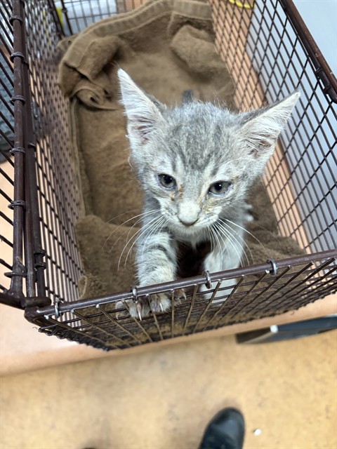 Shelter Stray Unknown Cat last seen SHORT RD/ COUNTRY ACRES LN, 95828, 3839 Bradshaw Rd, Sacramento, CA 95827, USA