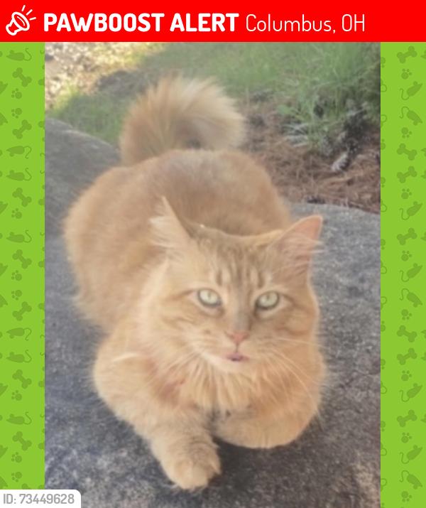 Lost Male Cat last seen Kenny road and 5th Avenue by Greek Express, Columbus, OH 43212