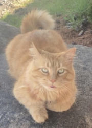 Lost Male Cat last seen Kenny road and 5th Avenue by Greek Express, Columbus, OH 43212