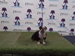 Shelter Stray Female Dog last seen , 2769 Conroy Rd, Orlando, FL 32839, USA