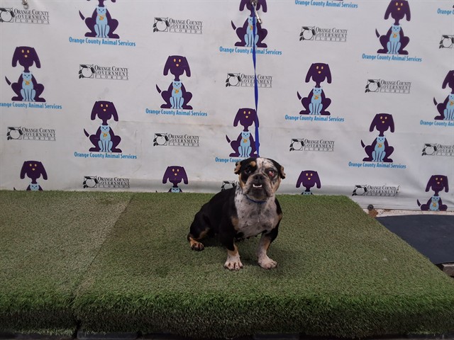 Shelter Stray Female Dog last seen , 2769 Conroy Rd, Orlando, FL 32839, USA