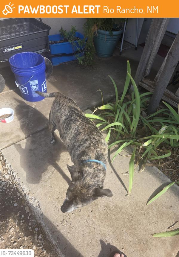 Found/Stray Male Dog last seen Arkansas and Vancouver road, Rio Rancho, NM 87124