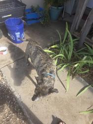 Found/Stray Male Dog last seen Arkansas and Vancouver road, Rio Rancho, NM 87124