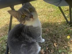 Lost Male Cat last seen Plyles Ln, Hesswood Hills, Chillicothe, OH 45601