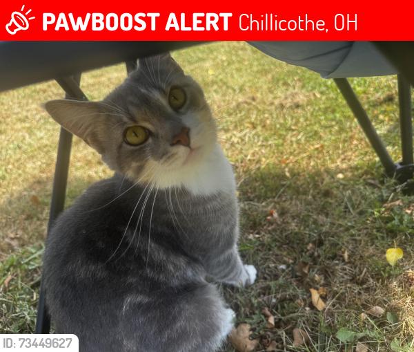 Lost Male Cat last seen Plyles Ln, Hesswood Hills, Chillicothe, OH 45601