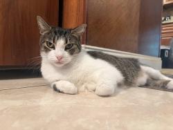 Reunited Female Cat last seen Drew Street in the neighborhood, Clearwater, FL 33765