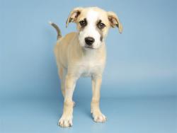 Shelter Stray Male Dog last seen 91ST/PEORIA AVE, 5501 E Van Buren St, Phoenix, AZ 85008, USA