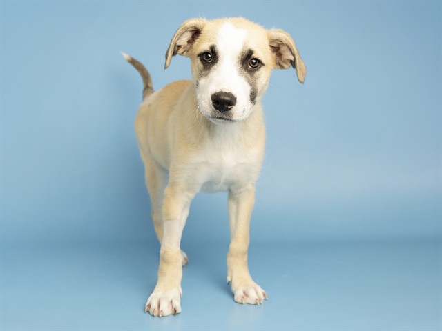 Shelter Stray Male Dog last seen 91ST/PEORIA AVE, 5501 E Van Buren St, Phoenix, AZ 85008, USA