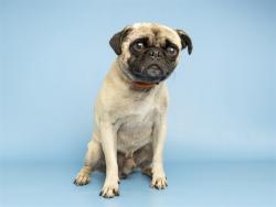 Shelter Stray Male Dog last seen 51ST AVE AND OSBORN, 5501 E Van Buren St, Phoenix, AZ 85008, USA