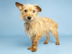 Shelter Stray Female Dog last seen CENTER ST AND MCKELLIPS RD, 5501 E Van Buren St, Phoenix, AZ 85008, USA