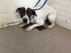 Shelter Stray Female Dog last seen G AND VELARDE, 333 Chandler Pl, San Bernardino, CA 92408, USA