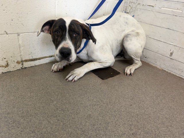 Shelter Stray Female Dog last seen G AND VELARDE, 333 Chandler Pl, San Bernardino, CA 92408, USA