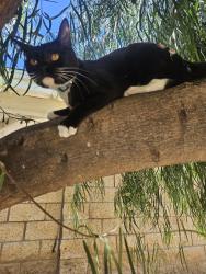 Reunited Male Cat last seen Madelena dr and Janine, Los Angeles County, CA 90631