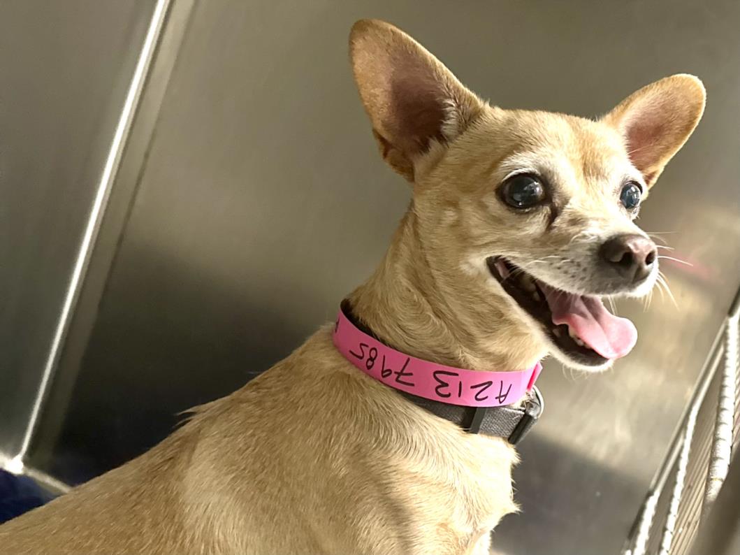 Shelter Stray Female Dog last seen , 11361 W Pico Blvd, Los Angeles, CA 90064, USA