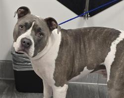 Shelter Stray Male Dog last seen Near BLOCK S CRYSTAL WAY, AURORA CO 80015, 2080 S Quebec St, Denver, CO 80231, USA