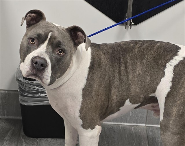 Shelter Stray Male Dog last seen Near BLOCK S CRYSTAL WAY, AURORA CO 80015, 2080 S Quebec St, Denver, CO 80231, USA