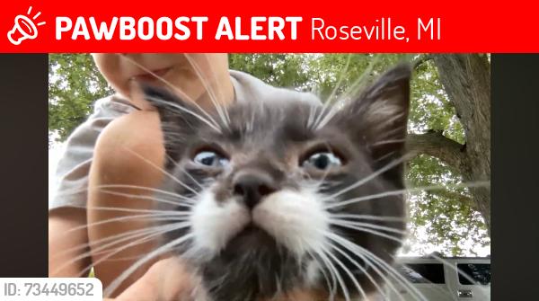 Lost Female Cat last seen Barbara and Marquette, Roseville, MI 48066