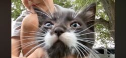 Lost Female Cat last seen Barbara and Marquette, Roseville, MI 48066