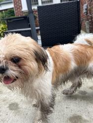 Found/Stray Female Dog last seen W. Outer Dr., Detroit, MI 48239