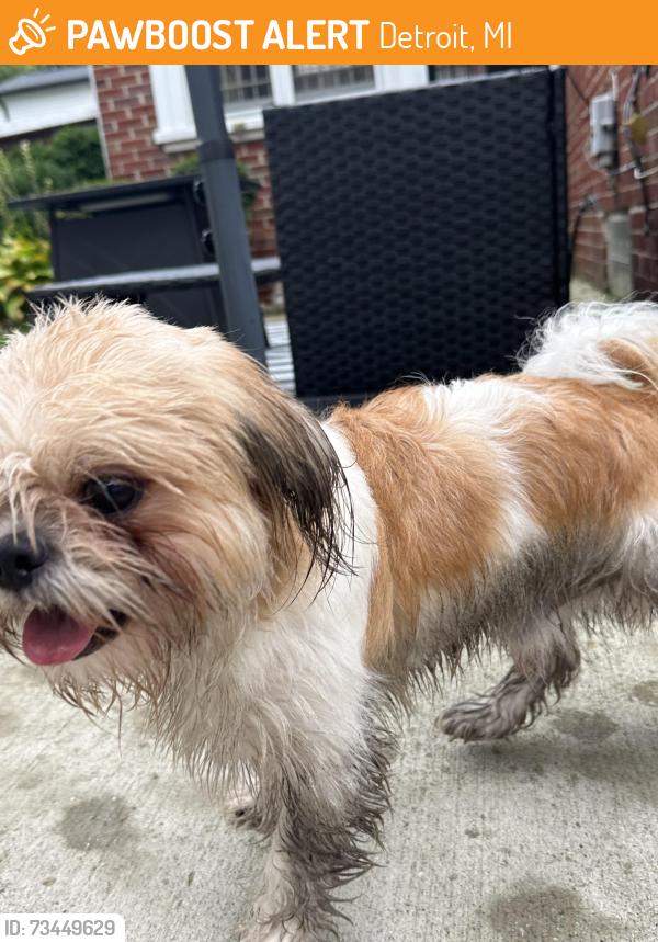 Found/Stray Female Dog last seen W. Outer Dr., Detroit, MI 48239
