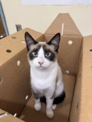 Shelter Stray Male Cat last seen PICKERING, 1950 Stevenson Blvd, Fremont, CA 94538, USA