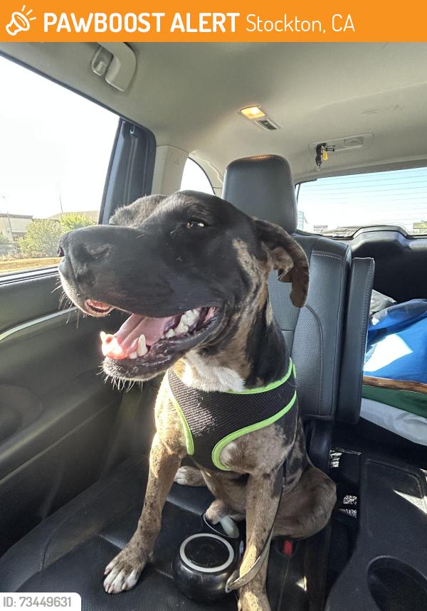 Found/Stray Male Dog last seen 8 Mile, Stockton, CA 95219