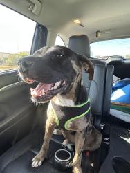 Found/Stray Male Dog last seen 8 Mile, Stockton, CA 95219